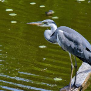 Graureiher beim Fischen.