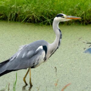 Graureiher im Fluss.