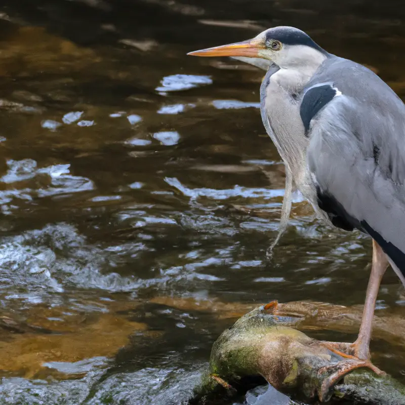 Graureiher im Wasser.