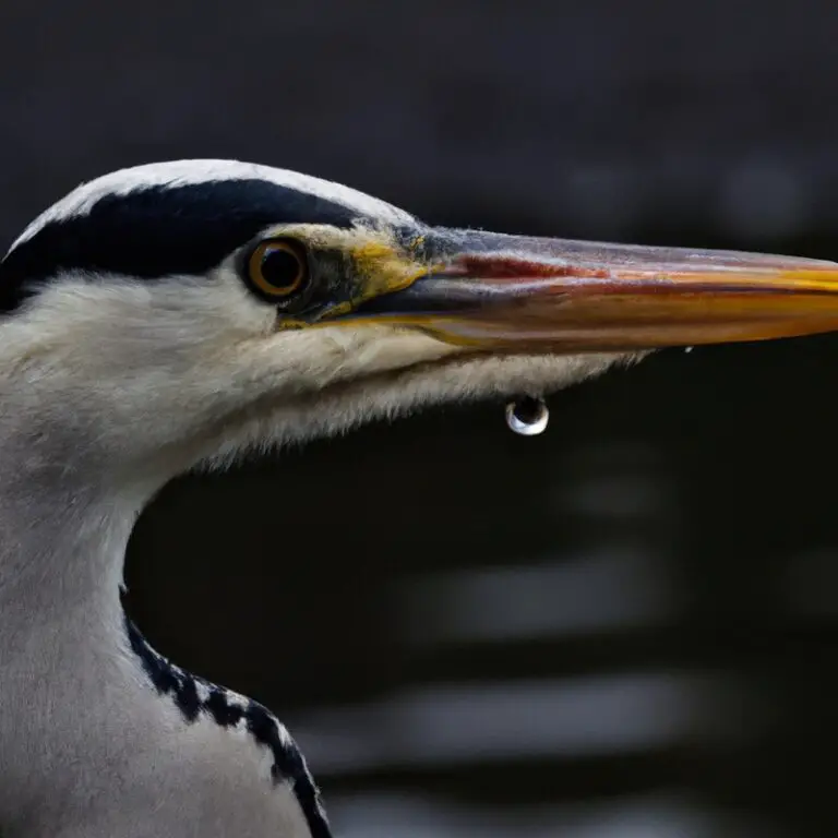 Graureiher im Wasser.