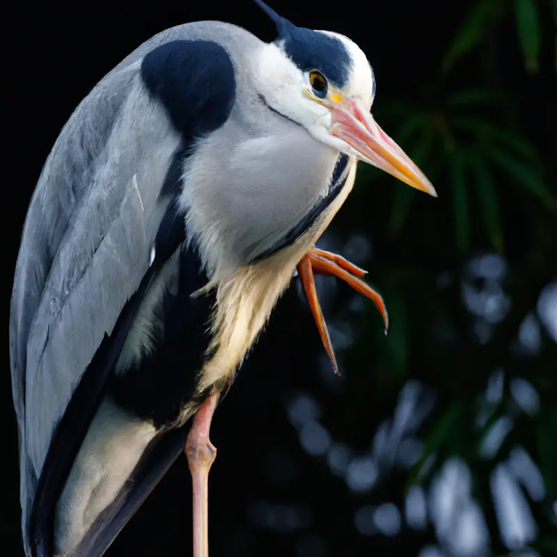 Graureiherkolonie baut Nest