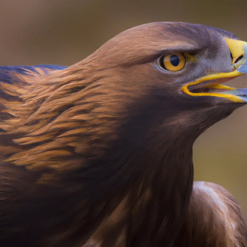 Hochflug Adler.