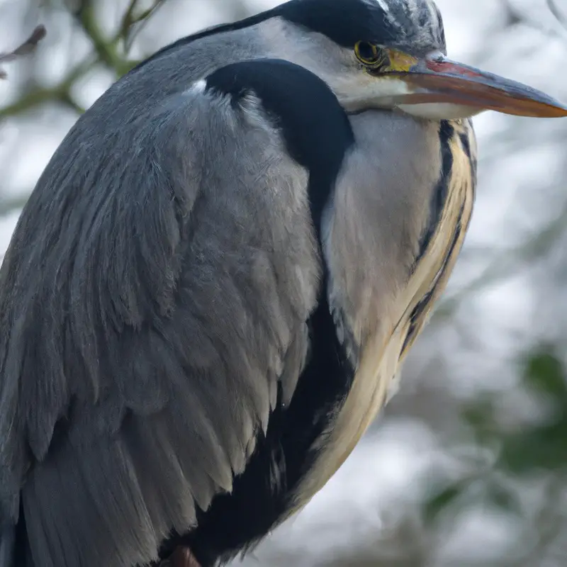 Jagd Raubvogel.