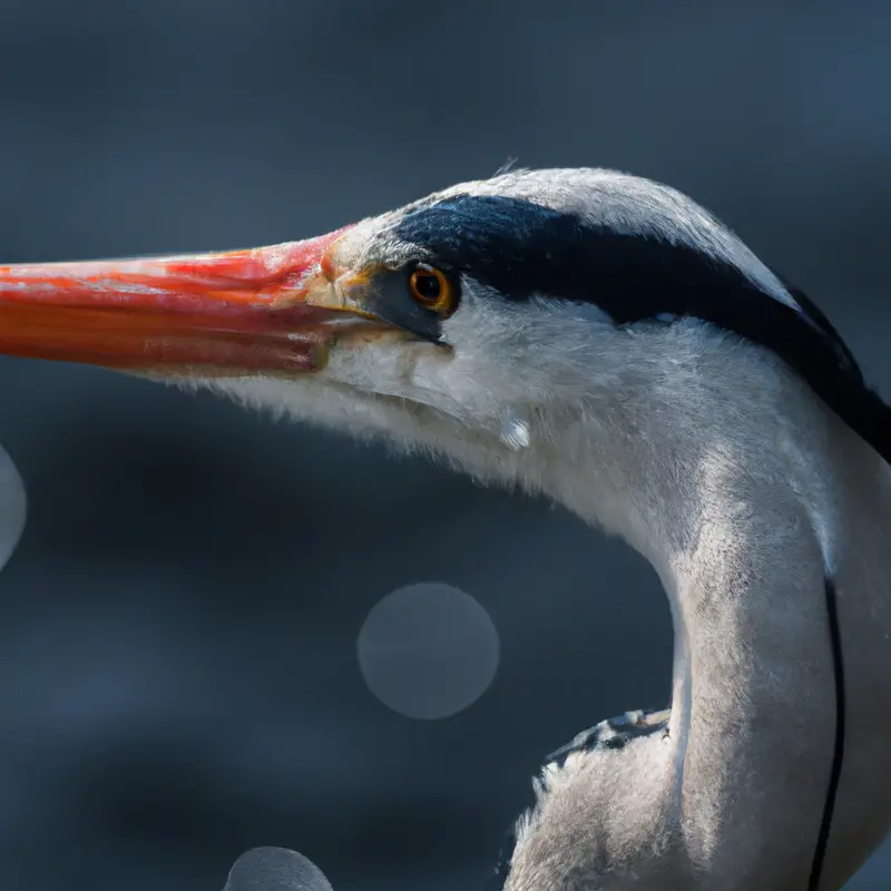 Jagender Graureiher.