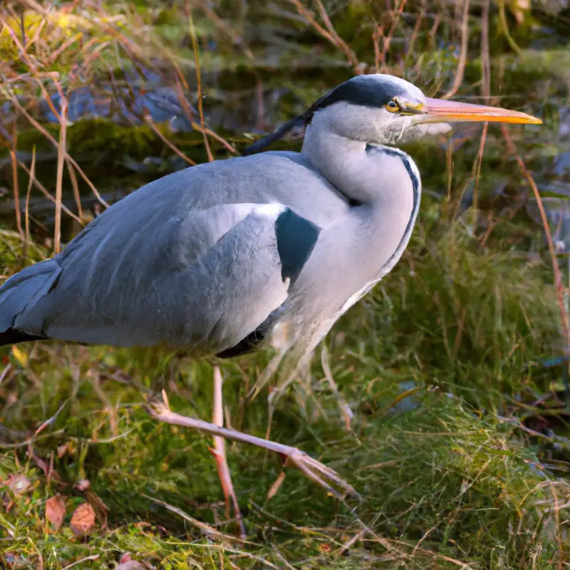 Jagender Graureiher.