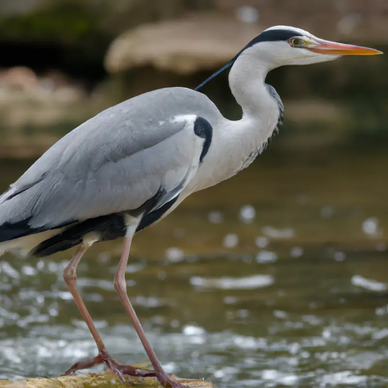 Jagender Graureiher.