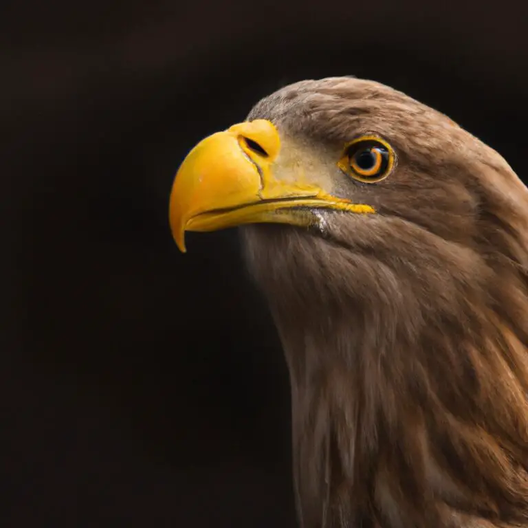 Jagender Seeadler