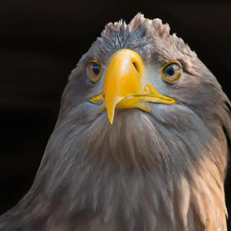 Jäger der Adler.