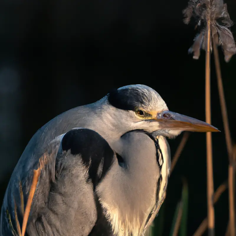 Jungvögel Graureiher.