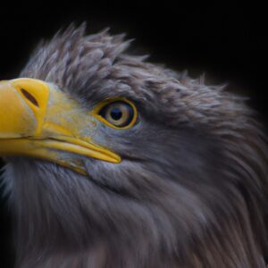 Jungvogel Seeadler.