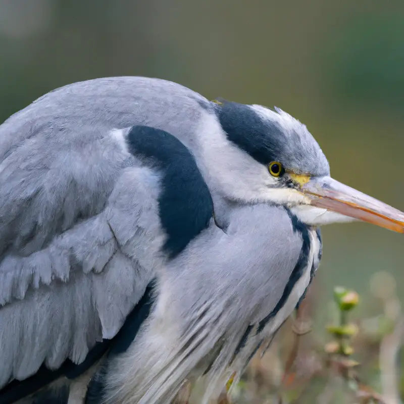 Kanadische Wildnis