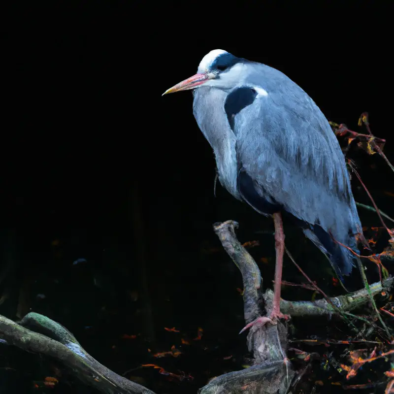 Karibische Vögel.