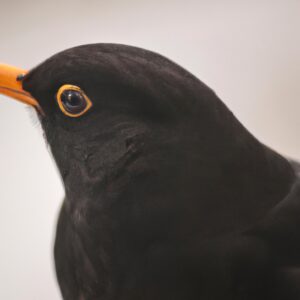 Klimawandel Amsel.