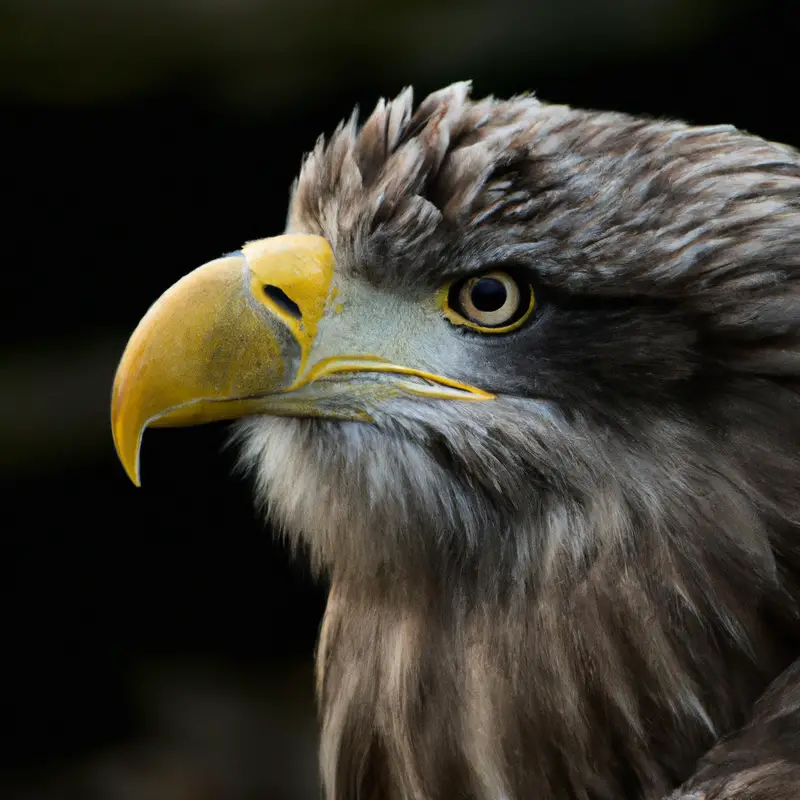 Landender Seeadler