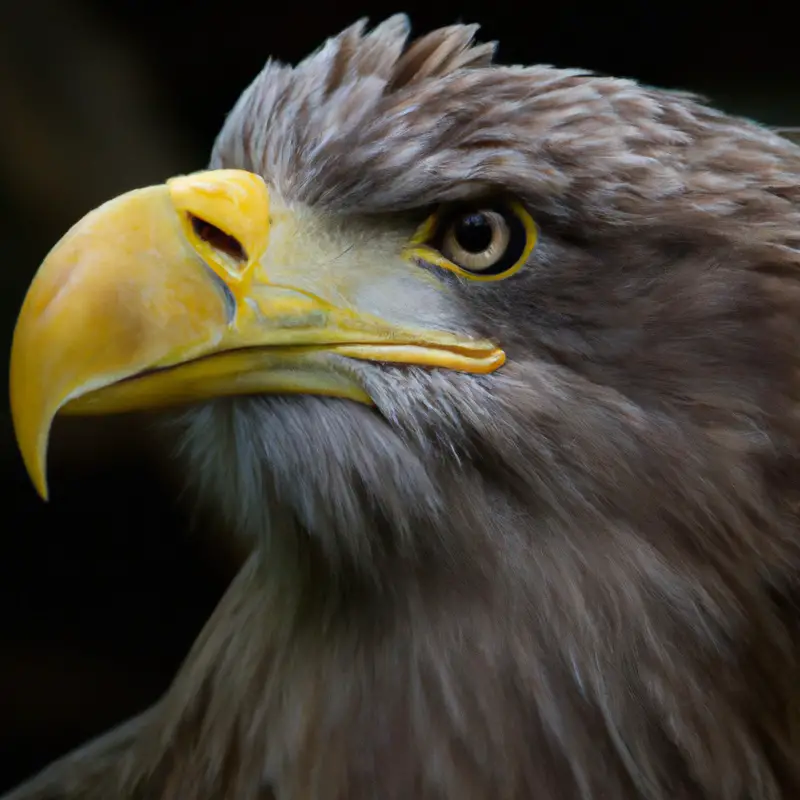 Majestätische Seeadler.