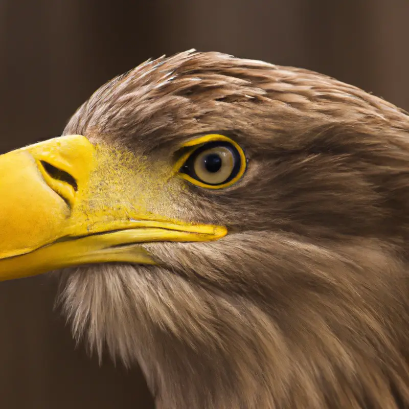 Majestätischer Seeadler.