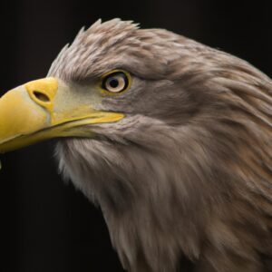 Männlicher Seeadler