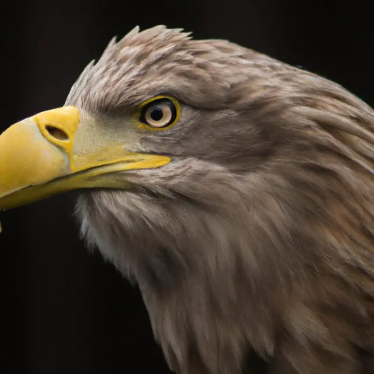 Männlicher Seeadler