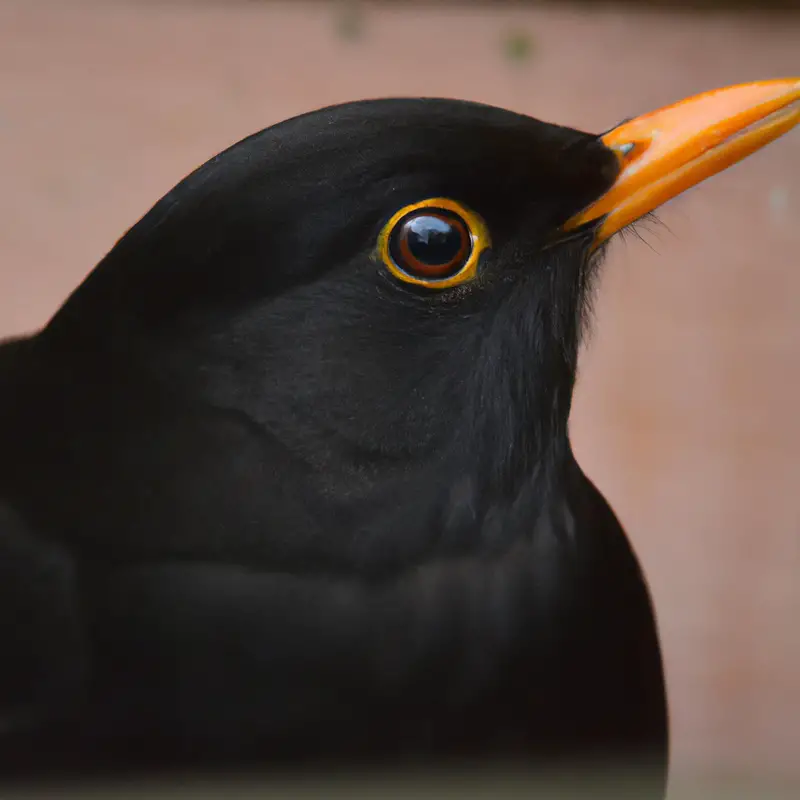 Nestlingsfütterung Amseln