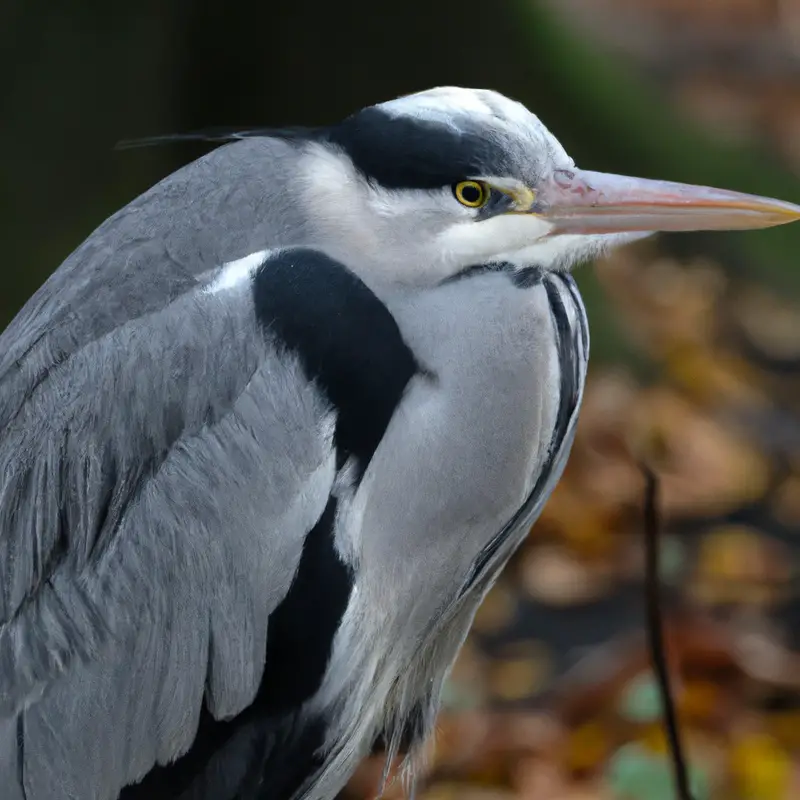 Nordamerikanischer Reiher.