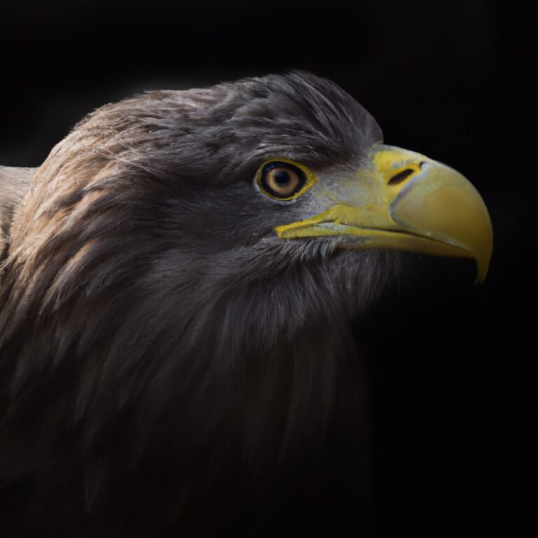 Schneller Seeadler.