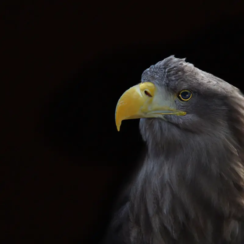 Schneller Seeadler.