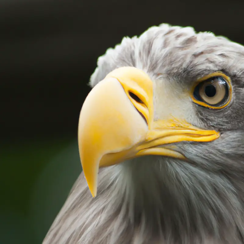 Schwimmende Seeadler.