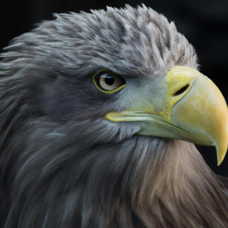 Schwimmender Seeadler.