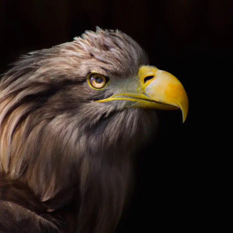 Seeadler Balzrituale.