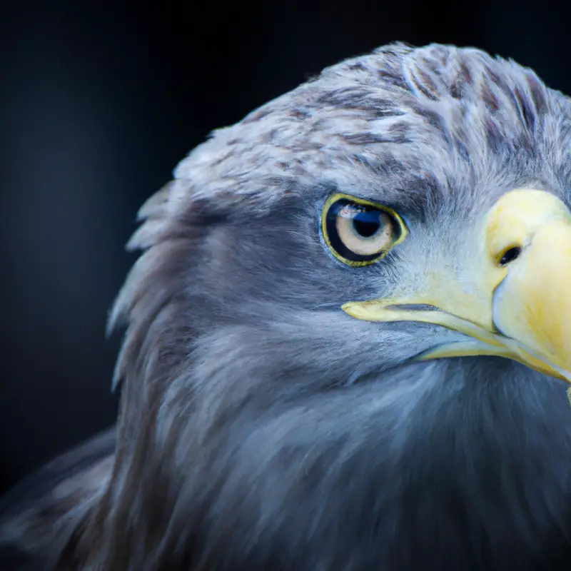 Seeadler Beobachtung.