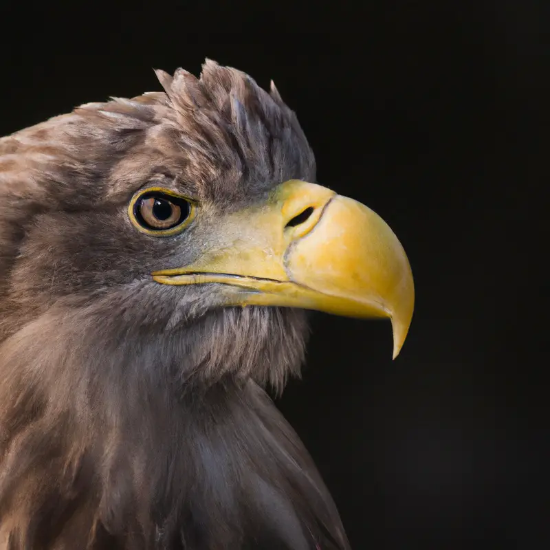 Seeadler Bestand.