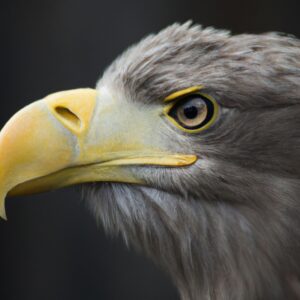 Seeadler-Bestäuber.