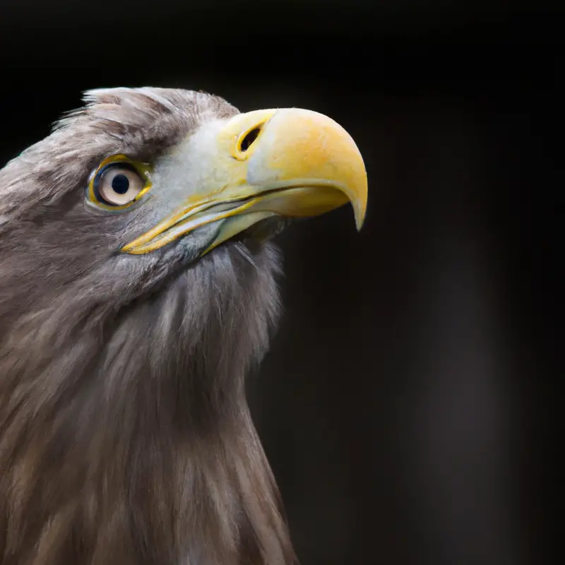 Seeadler Beuteerkennung.