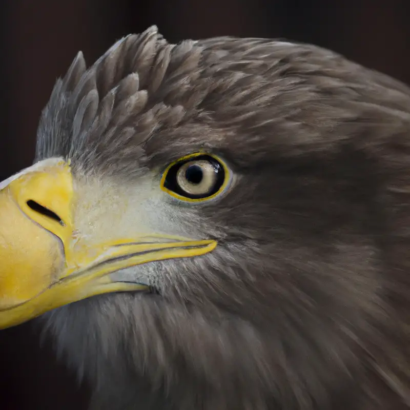 Seeadler Brutmöglichkeiten.