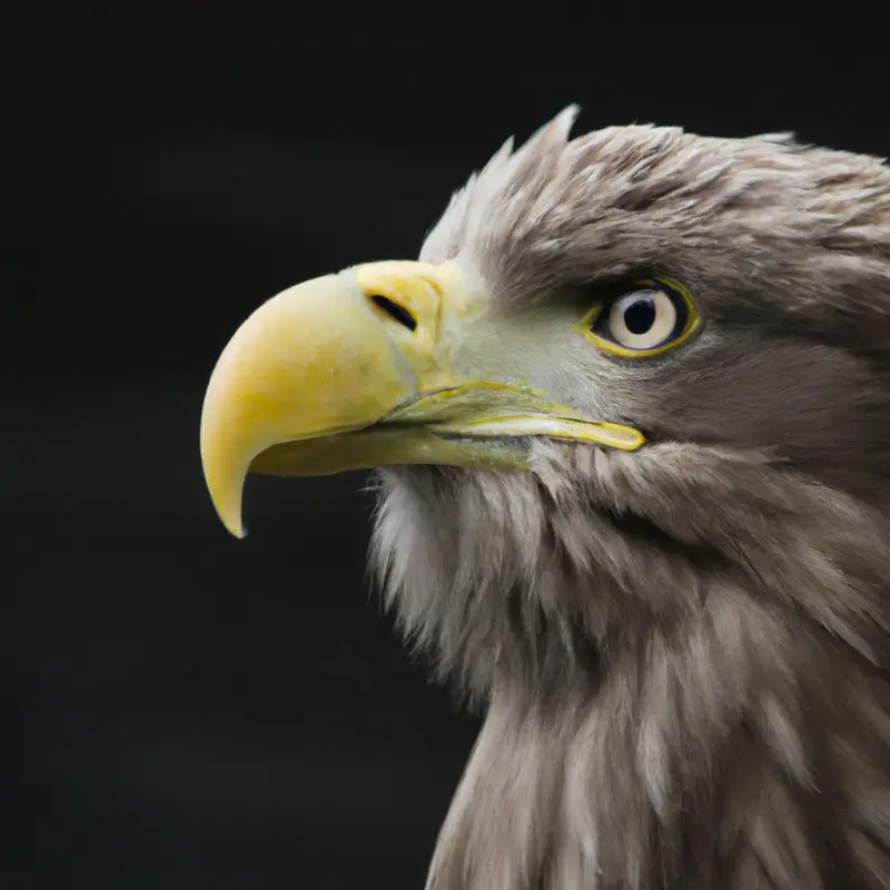 Seeadler-Ernährung im Wandel.