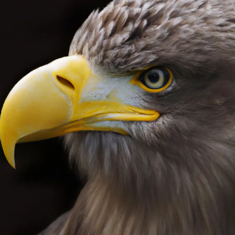 Seeadler-Familienstrukturen.