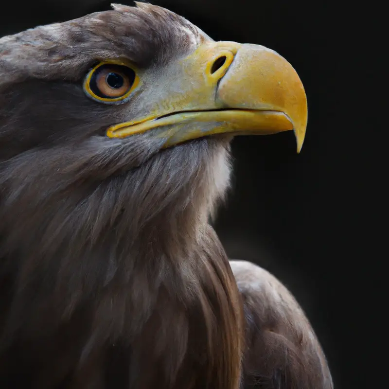 Seeadler Federkleid.