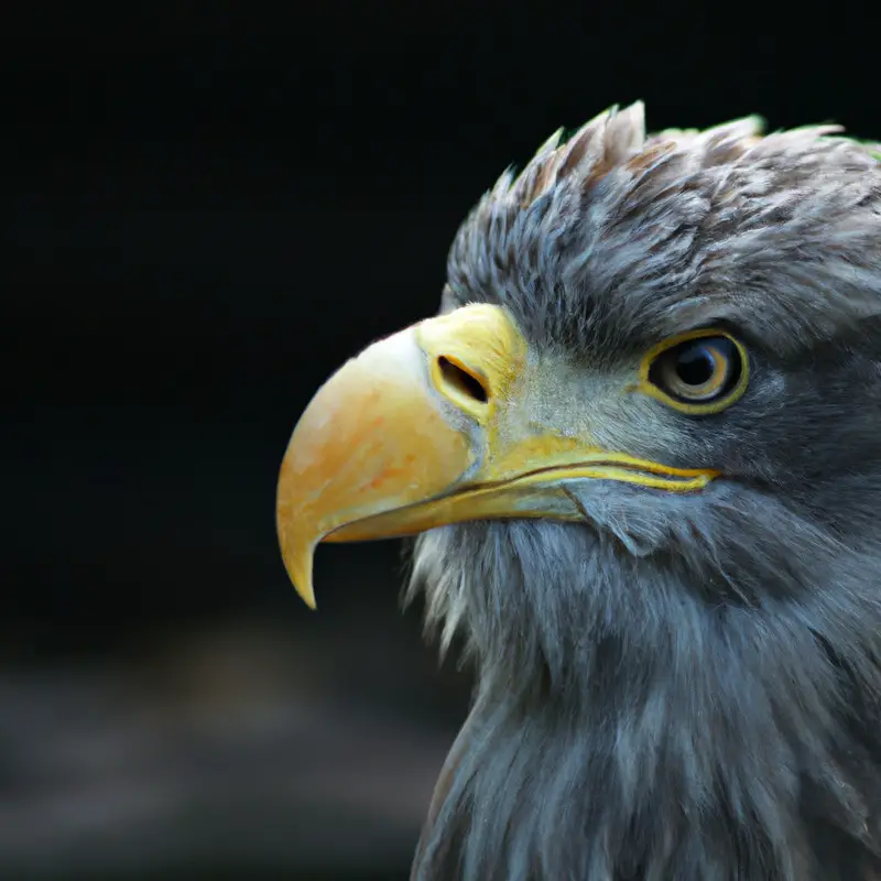 Seeadler-Flaggen.