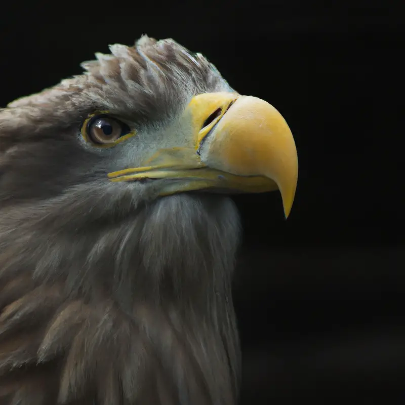 Seeadler Flug.