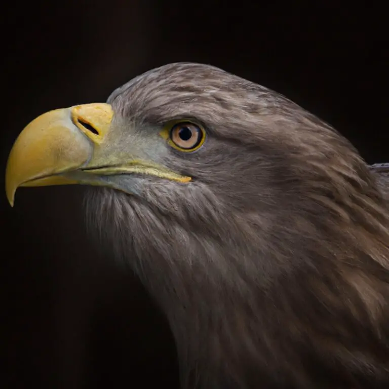 Seeadler, Fressgewohnheiten