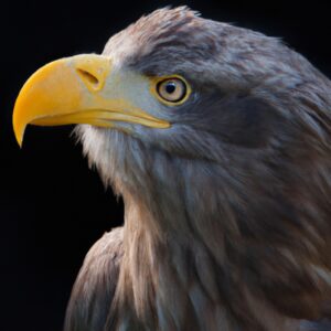 Seeadler Futter