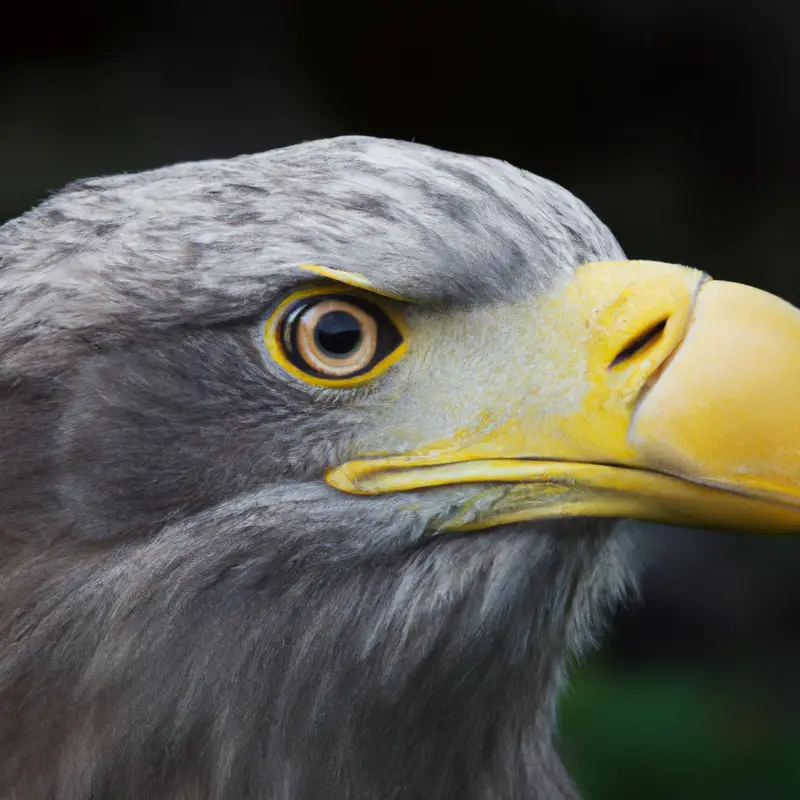 Seeadler Gefieder.