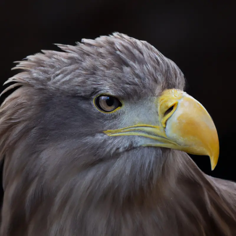 Seeadler-Junge bedroht.