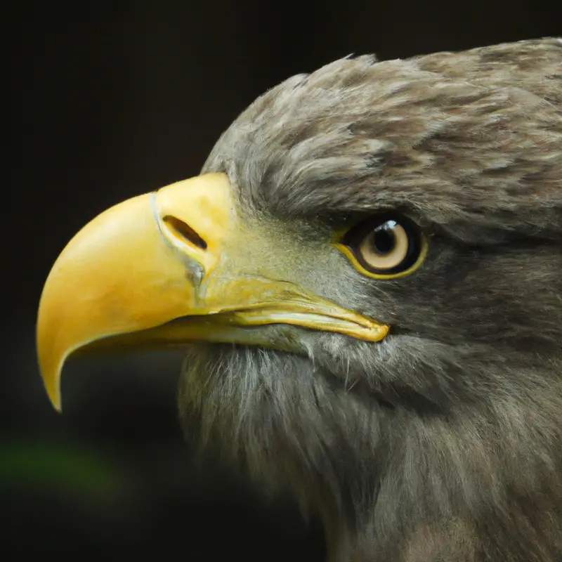 Seeadler Jungvögel