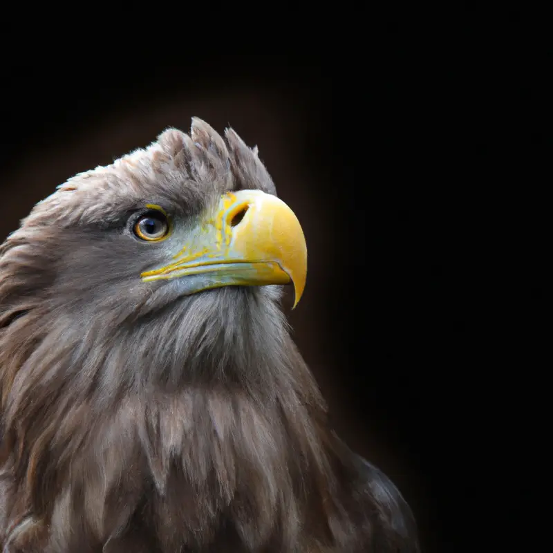 Seeadler-Jungvögel.