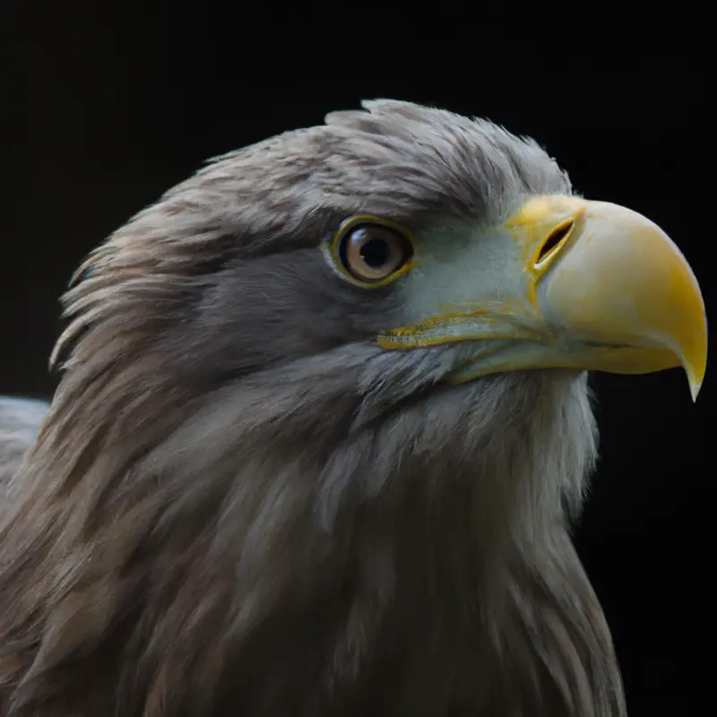 Seeadler-Kommunikation.