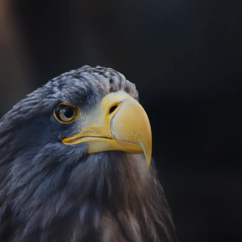 Seeadler-Kommunikation Entwicklung.