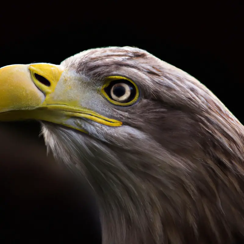 Seeadler-Kommunikation.