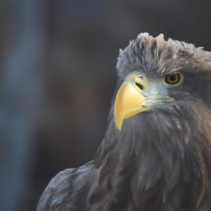 Seeadler Krallen.