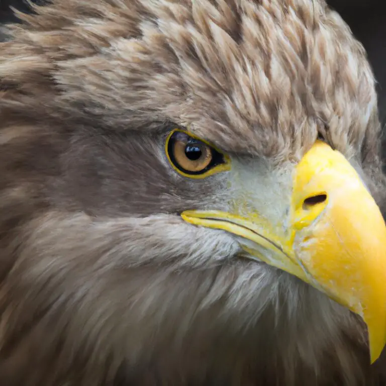 Seeadler Lebensraum.